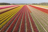 Bollenvelden in bloei bij Lisse (tulpen) von Hans Elbers Miniaturansicht