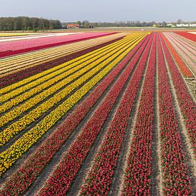 Bollenvelden in bloei bij Lisse (tulpen) sur Hans Elbers