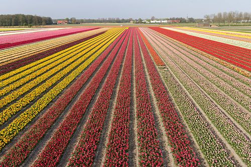 Bollenvelden in bloei bij Lisse (tulpen) van Hans Elbers