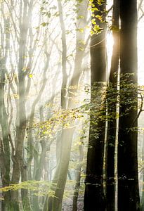 Lever de soleil dans la forêt de Speulder