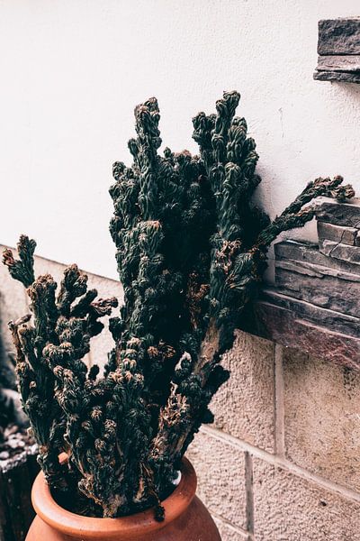 Cactus pride in the streets | Portugal travel photography print Art Print by AIM52 Shop