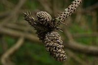 Rustier pines