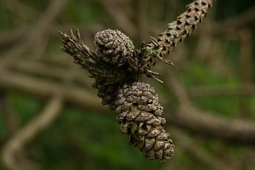 Rustier pines