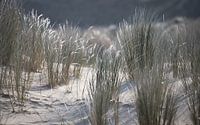 Dune grass