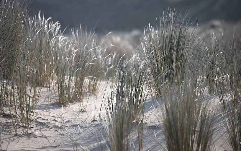 Dune grass by Urselafotografie