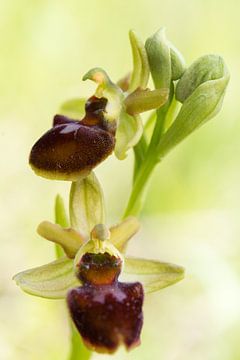 Spinnenorchis - Ophrys sphegodes