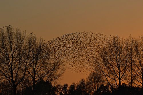 lots of starlings