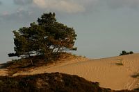 Kale Duinen (Aekingerzand) in Nationaal Park Drents-Friese Wold bij Appelscha