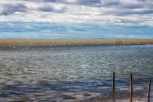 Malerische Farben in der Camargue