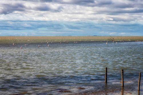 Couleurs pittoresques en Camargue