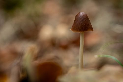 Nahaufnahme eines Pilzes