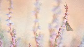 Schmetterling auf der Heide