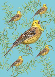 Bruant jaune dans un saule tortueux