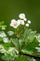 Blossom