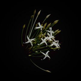 Blume von Lucas De Beleyr