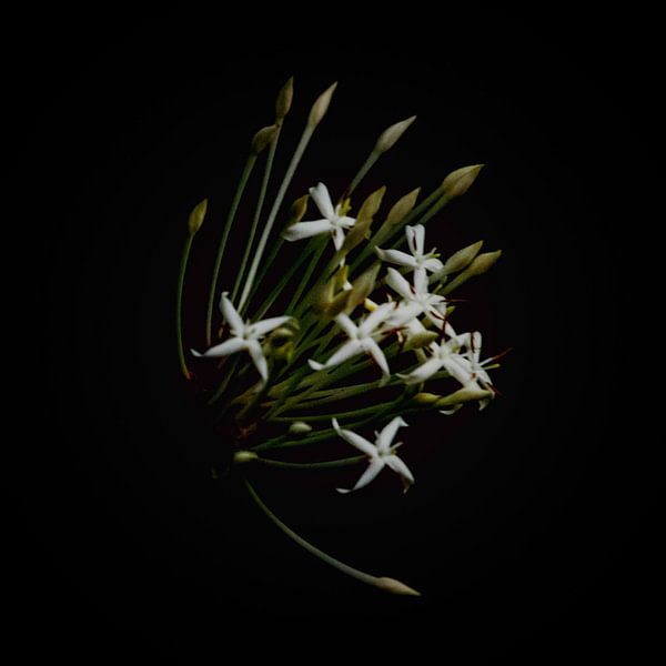 Blume von Lucas De Beleyr