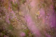 Heather blue, butterfly among the heather by Moetwil en van Dijk - Fotografie thumbnail