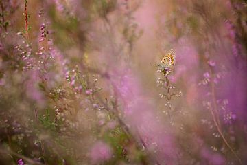 Heideblauwtje, vlinder tussen de heide van Moetwil en van Dijk - Fotografie