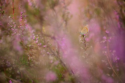 Heather blue, butterfly among the heather