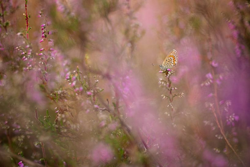 Heather blue, butterfly among the heather by Moetwil en van Dijk - Fotografie