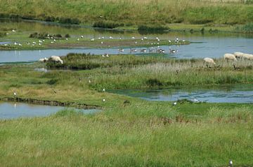 Moutons et oiseaux sur Niek Traas