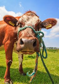 Koe close-up portret van Dennis van de Water