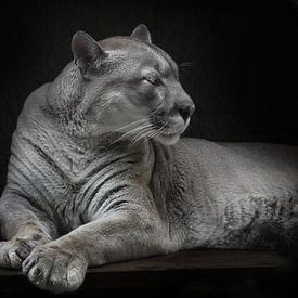 Lying müde dreht seinen Kopf weg müde Puma liegen, schwarzer Hintergrund von Michael Semenov