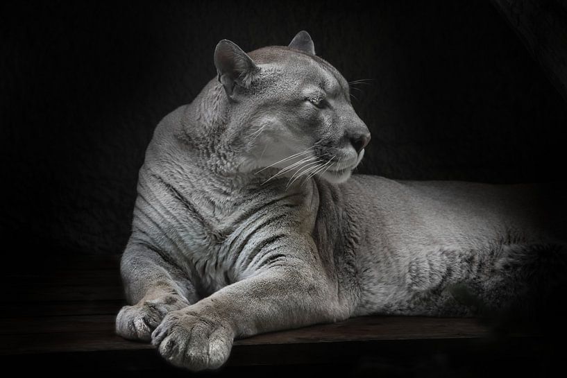 Lying wearily turns his head away tired cougar lying, black background by Michael Semenov