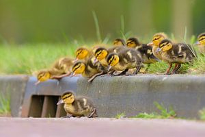 Baby-Enten auf Bordsteinkante
