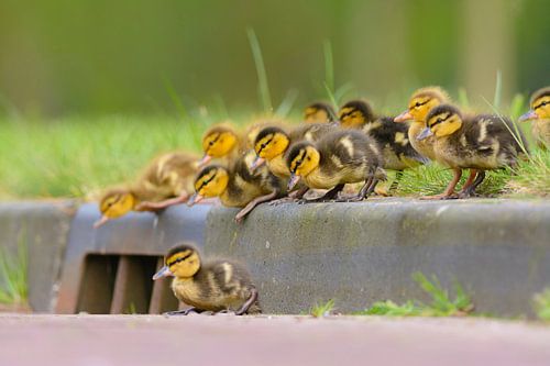 Baby ducks on kerb