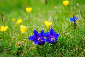 Zwei Enziane auf einer Blumenwiese