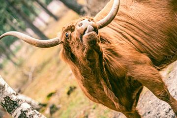 Schottisches Hochlandrind streckt seine Zunge in einer Naturaufnahme heraus von Sjoerd van der Wal Fotografie