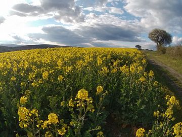 Gelbes großes Rapsfeld mit Baumblüte im Frühling