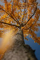 Ginko Biloba