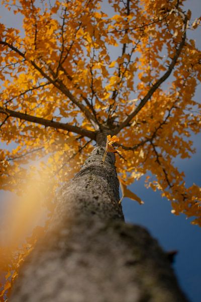 Ginko Biloba by Danielle van Rossum