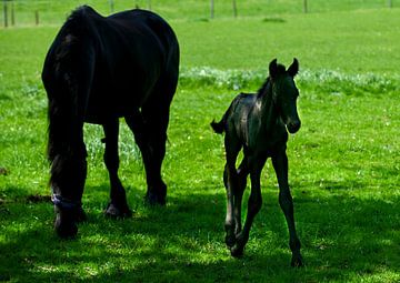 Black Horse with Foal by Brian Morgan