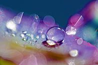 Drop Art Violet by Jessica Berendsen thumbnail