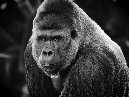Silverback