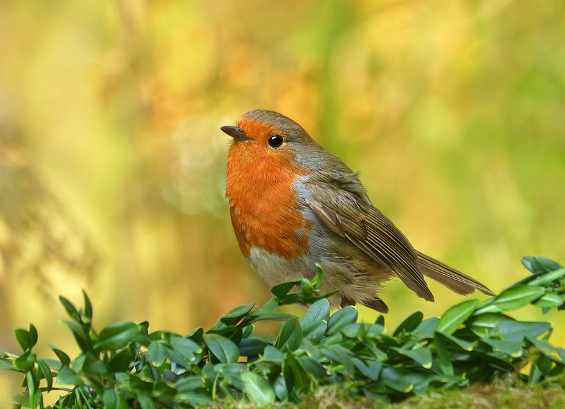 Robin is sweet..... by Caroline Lichthart