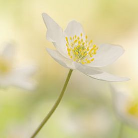 Leve de lente! van margreet van vliet