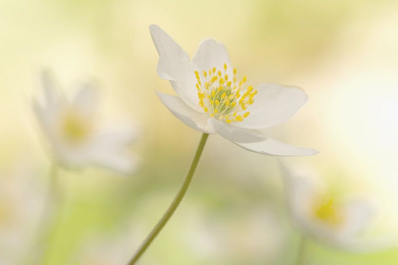 Leve de lente! van margreet van vliet