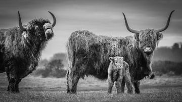 Father, mother and calf in black and white by Dirk van Egmond