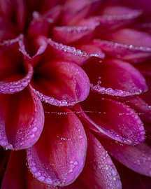 Bright Pink Dahlia in the Dew by Adje Photography