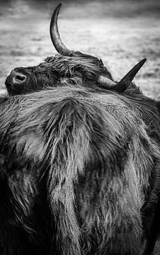 Achterste van een schotse hooglander koe in zwart wit van Olivier Photography