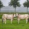 twee piemonte koeien staan samen in een veld met mistige achtergrond van ChrisWillemsen