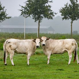 Zwei Kühe der Piemont-Rasse, einer italienischen Rasse, auf einem Feld mit verschwommenem Hintergrun von ChrisWillemsen