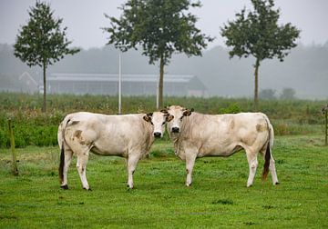 twee piemonte koeien staan samen in een veld met mistige achtergrond