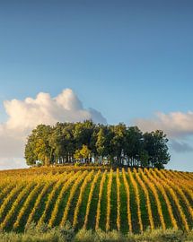 Chianti-Weinberge und Bäume auf den Hügeln in Pievasciata, Toskana