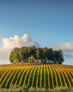 Chianti-Weinberge und Bäume auf den Hügeln in Pievasciata, Toskana
