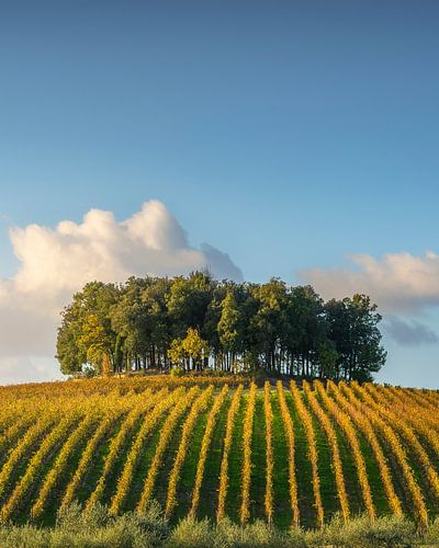 Chianti Vineyard and Hilltop Trees in Pievasciata, Tuscany